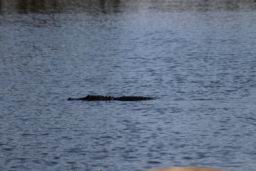 2023 09 16 Patriot Fun Run  1016.JPG